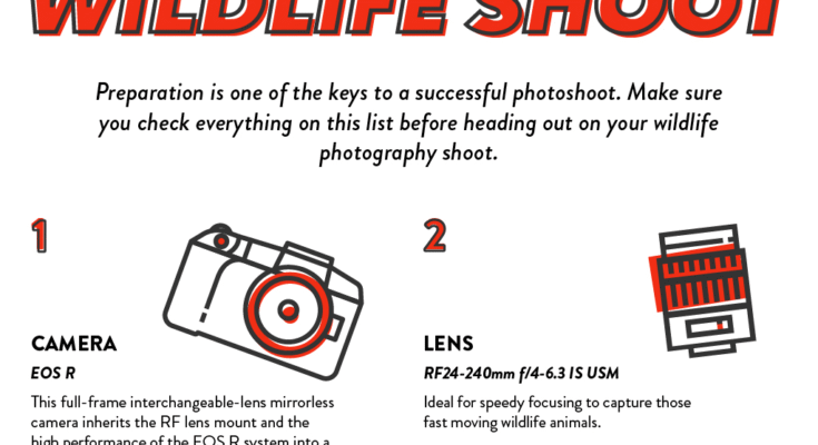 How to Take Pictures of Wildlife?