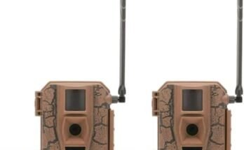 Best Trail Camera for Bird Watching​