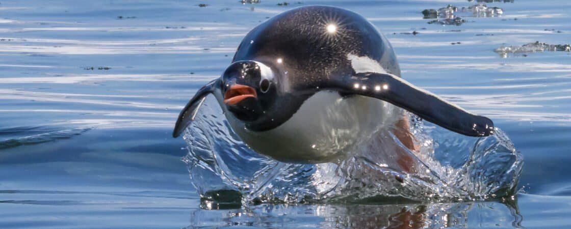 What Shutter Speed Is Best For Wildlife Photography