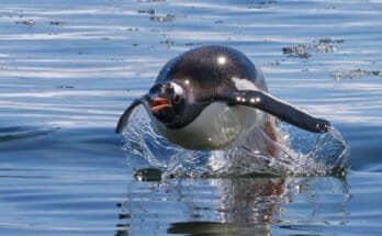 What Shutter Speed Is Best For Wildlife Photography