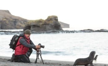 How To Stay Safe While Doing Wildlife Photography