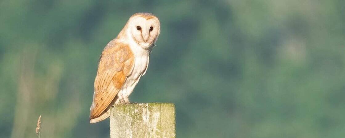 What Is The Best Time Of Day For Wildlife Photography