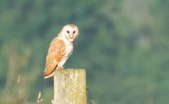 What Is The Best Time Of Day For Wildlife Photography