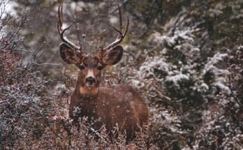 How To Practice Wildlife Photography At Home