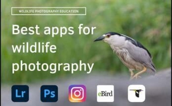 What Editing Software Is Best For Wildlife Photos