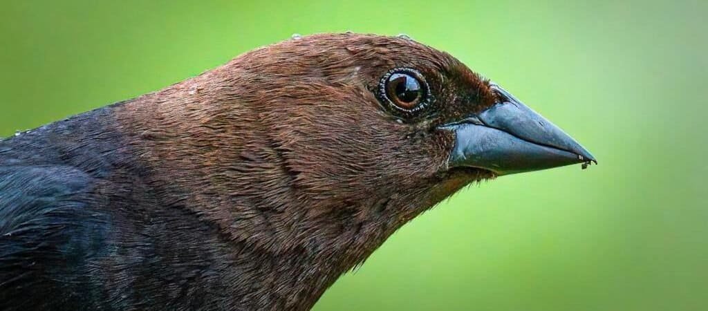 How To Get Sharp Wildlife Photos