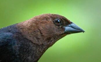 How To Get Sharp Wildlife Photos