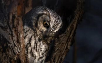 How To Photograph Wildlife In Low Light