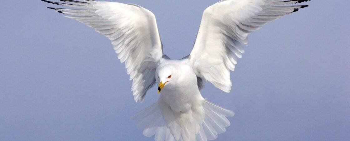 How To Shoot Birds In Flight Photography