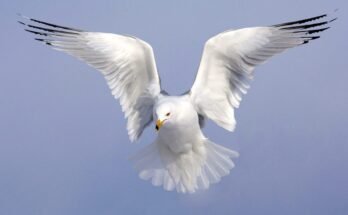 How To Shoot Birds In Flight Photography