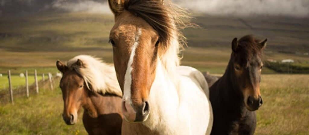 What Are Common Mistakes In Wildlife Photography