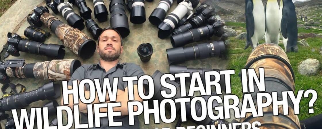 How To Start Wildlife Photography As A Beginner