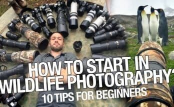 How To Start Wildlife Photography As A Beginner