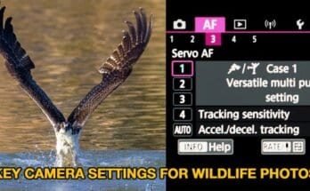 What Camera Settings Work Best For Wildlife Photography