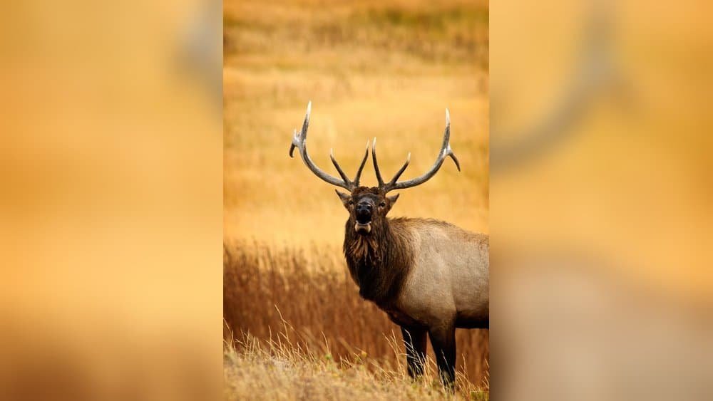 How Aggressive is a Bull Elk? Understanding Their Wild Behavior ...