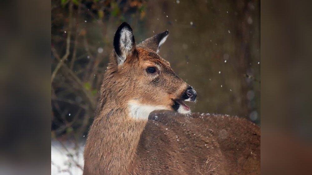 How Do Deer Communicate Warnings? Fascinating Survival Signals ...