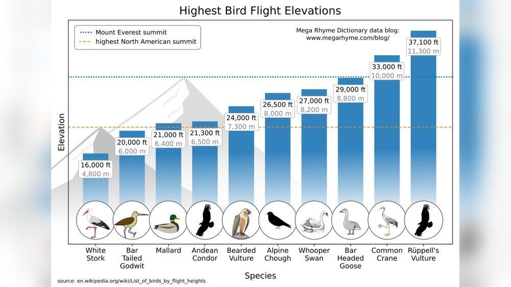 How High Can Birds Fly? Surprising Facts About Avian Altitudes ...
